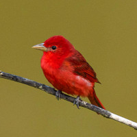 Summer Tanager